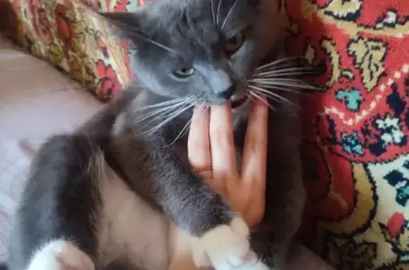 Кошки потеряшки, Москва, фото: Потеряшка кошка, ул. Барклая, Москва