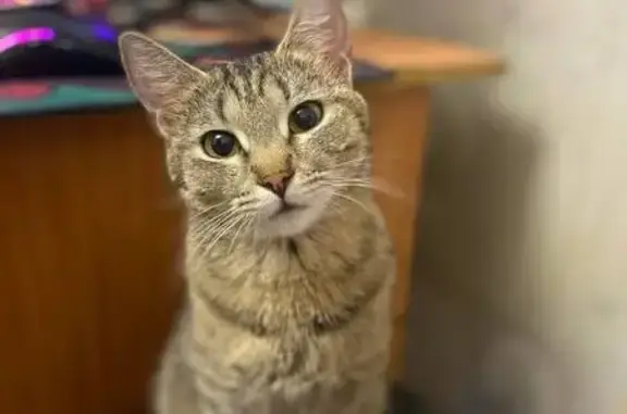 Кошки потеряшки, Москва, фото: Потеряшка кошка, Варшавское ш., 85 к3