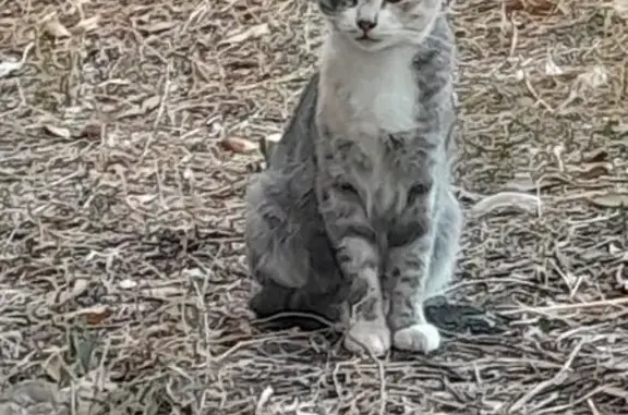 Кошка найдена: Германа Титова, 56, Волгоград