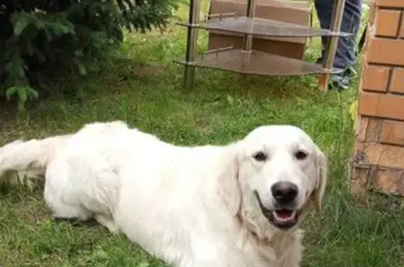 Собаки потеряшки, Алматы, фото: Потеряшка собака, ул. Нуртазиной 79, Алматы