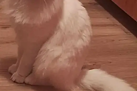 Пропала кошка, ул. 22 Апреля, Омск