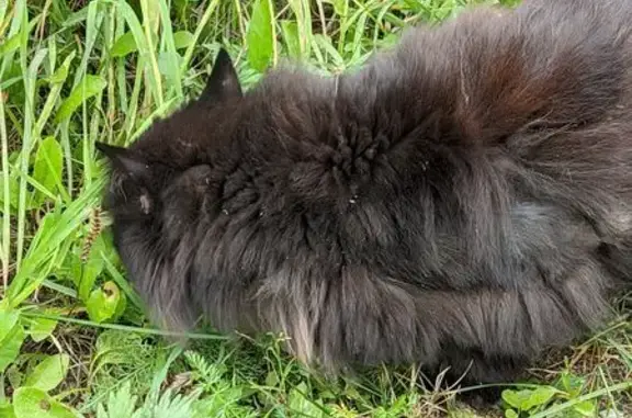 Найденные животные Петрозаводск, фото: Черный кот найден у дома 7, ул. Гоголя