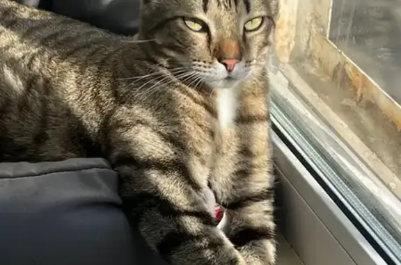 Кошки потеряшки, Барнаул, фото: Потеряшка кошка, ул. Глушкова, 46