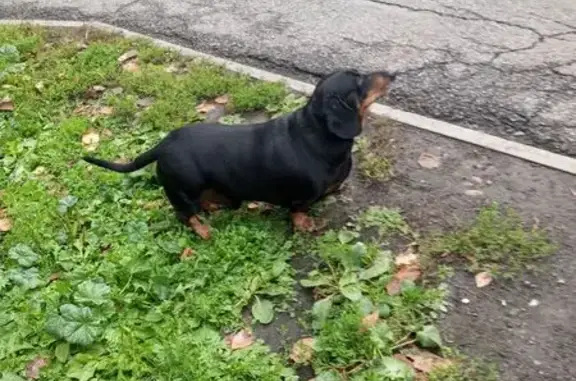 Такса найдена у школы №72, ул. Свердлова