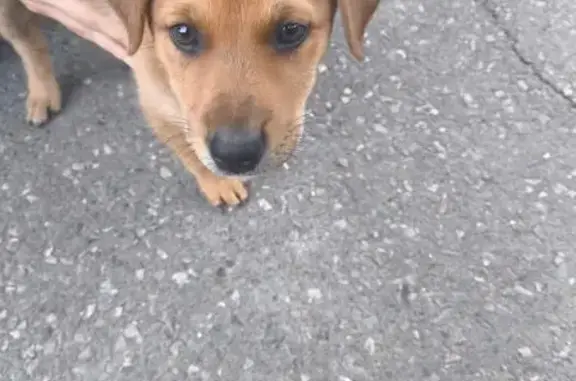 Найдена собака, Таганрог, фото: Щенок найден у ТЦ Мармелад, пл. Мира, 7