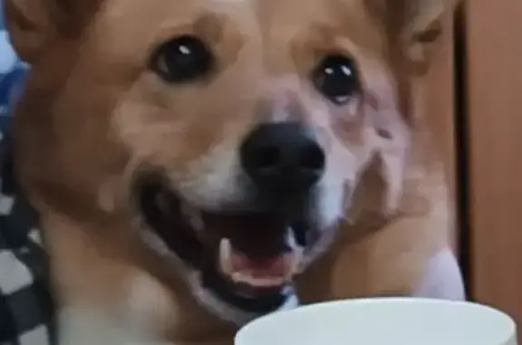 Пропала собака, Заозёрская ул., Заозерье