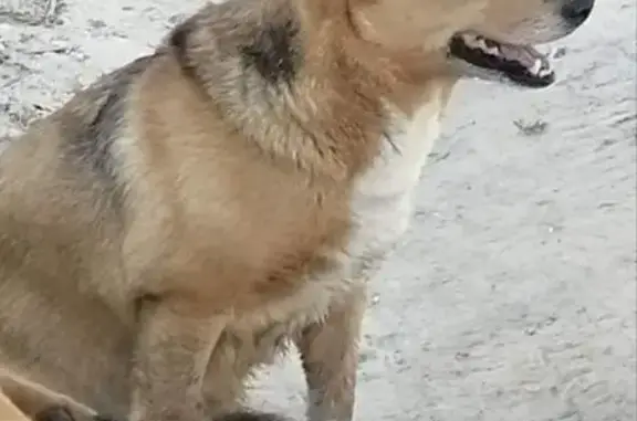 Пропала собака на Луговой, Заозерье