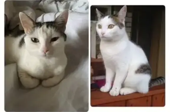 Найдена кошка, Казань, фото: Кошка найдена: Казань, Татарстан