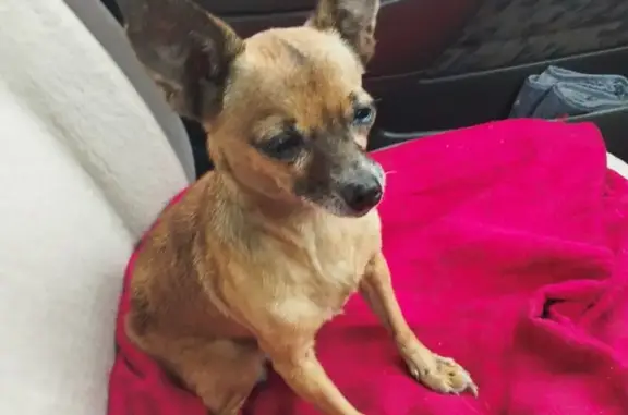 Найдена собака, Кемерово, фото: Собака найдена: Транспортная 41, Кемерово