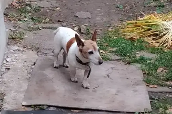 Собака найдена на ул. Щорса, Тула