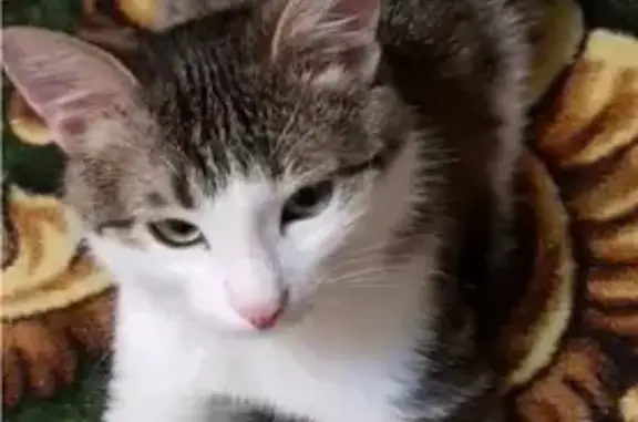 Кошки потеряшки, Чебоксары, фото: Потеряшка кошка, Эгерский б-р, 13, Чебоксары