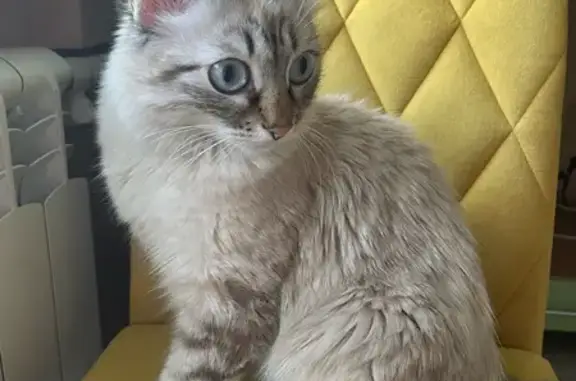 Найдена кошка, Барнаул, фото: Найдена кошка, ул. Крупской, 93, Барнаул