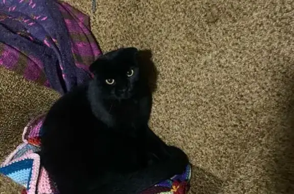 Кошки потеряшки, Северодвинск, фото: Потеряшка кошка, Железнодорожная 21, С-двинск