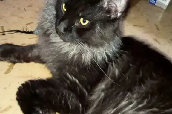 Пропала кошка, Плеханова 136, Тула