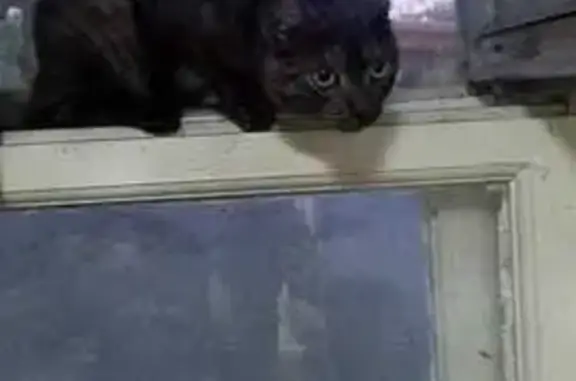 Пропала кошка, ул. Стальского 20, Курган