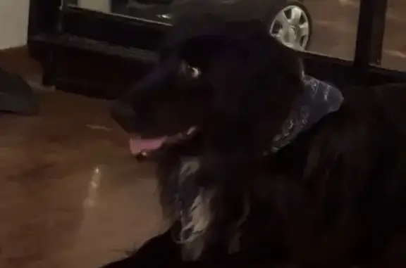 Собака найдена: пр. Ленина, 56А, Ростов-на-Дону