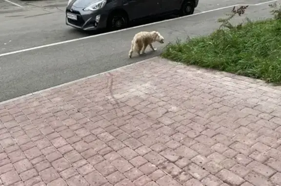 Найдена собака, Иркутск, фото: Собака найдена на Лермонтова, 17, Иркутск