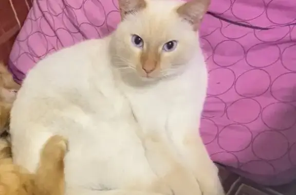 Пропал кот, Дорожная ул., 11, Новоорск - photo