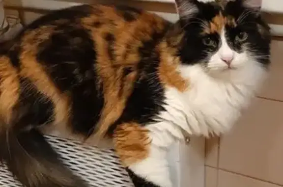 Кошки потеряшки, , фото: Потеряшка кошка, ул. Металлургов, 28