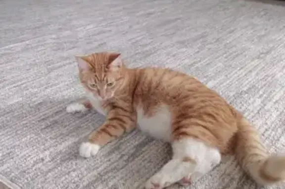 Объявления о пропавших и найденных животных, Ярцево, фото: Пропала кошка, Просёлочная 16, Ярцево