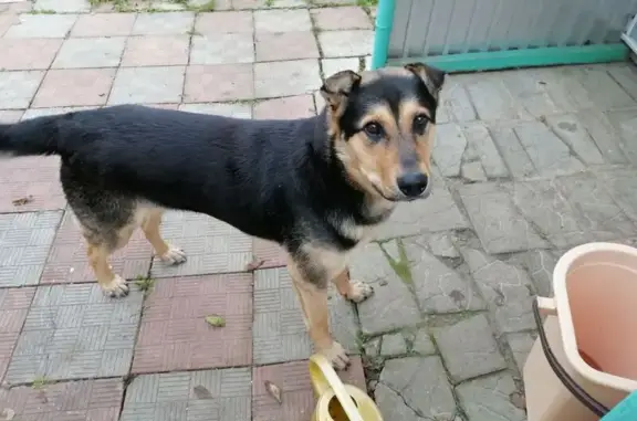 Найдена собака, Тульская область, фото: Собака найдена в Заокском, Тульская область