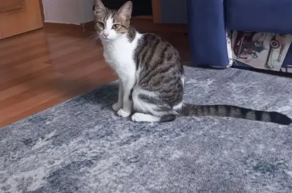 Кошки потеряшки, , фото: Потеряшка кошка, Уязытамак, 80Н-039