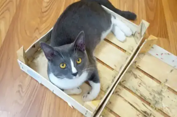 Кошки потеряшки, Пенза, фото: Потеряшка кошка, ул. Попова, 10А, Пенза