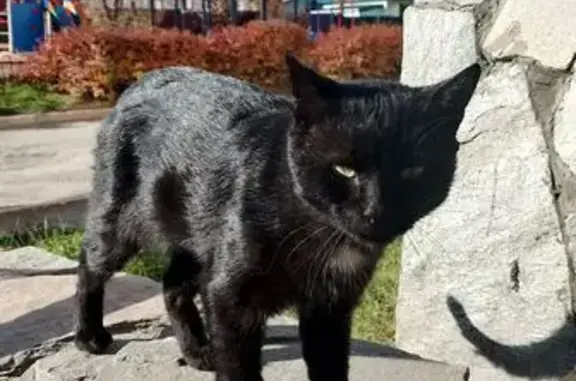 Найдена кошка, Челябинск, фото: Кошка найдена: ул. Завалишина, 4, Челябинск