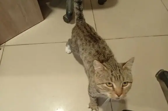 Кошка найдена у ТЦ Якиманка, Октябрьская 18А