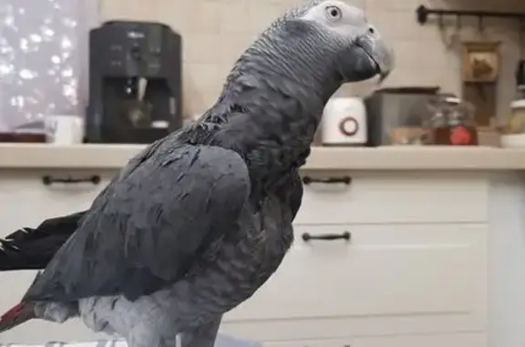 Пропала птица, Деловой пр., 32, Тольятти