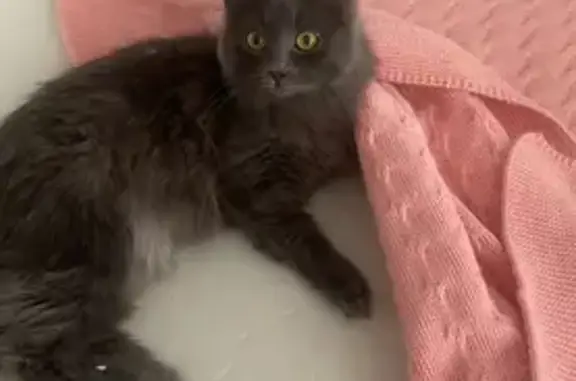 Пропала кошка, Серпуховская ул. 26