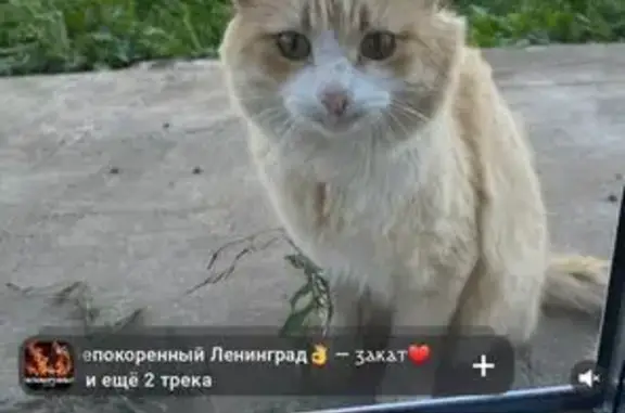 Найдена кошка, Казань, фото: Кошка найдена: Казань, Татарстан