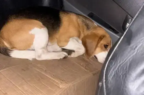 Собака найдена: Беляковский пер. 39/46