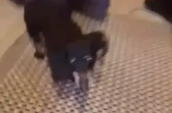 Собаки потеряшки, Семенково, фото: Потеряшка собака, 17 лет, Семенково