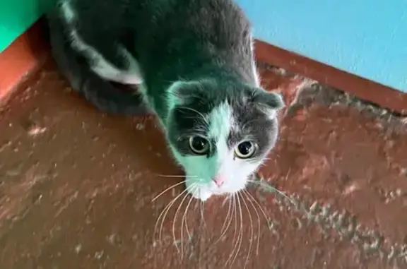 Найдена кошка, Иркутск, фото: Кошка найдена: Байкальская 246, Иркутск