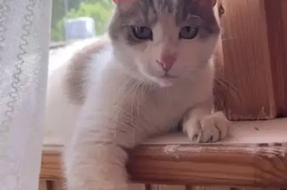 Кошки потеряшки, Выборг, фото: Потеряшка кошка, Андреевская ул. 9, Выборг