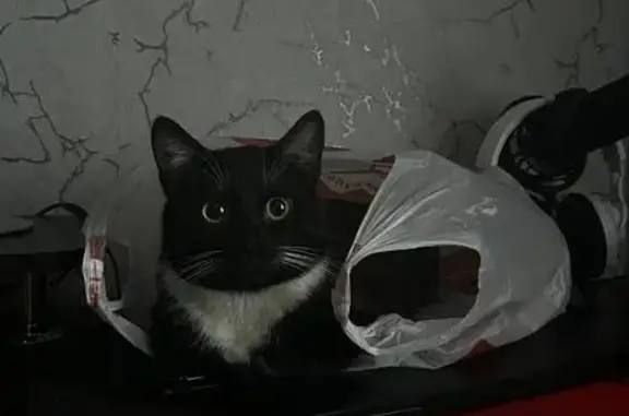 Кошки потеряшки, Воркута, фото: Потеряшка кошка, Дорожная ул. 5, Воркута