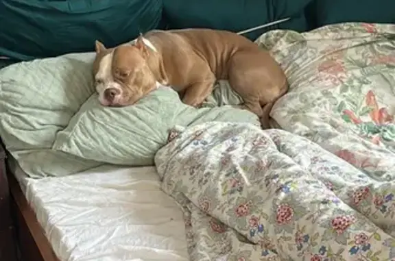 Пропала собака в Лихославле, Тверская обл.