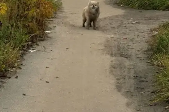 Найдена собака, , фото: Собака на пл 33 км, Носовихинское шоссе