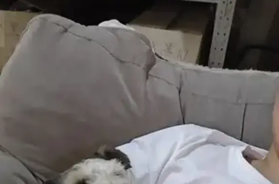 Собаки потеряшки, Казань, фото: Потеряшка собака, Кремлёвская 2А, Казань