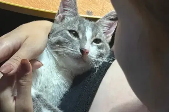 Кошки потеряшки, Чебоксары, фото: Потеряшка котенок, Чебоксары, пр. Тракторостроителей, 77