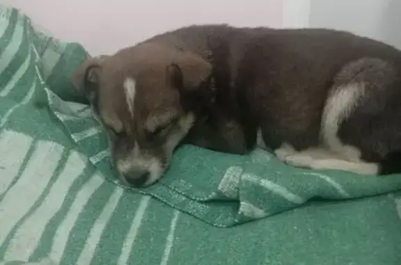 Найденные животные Новокузнецк, фото: Найдена собака, ул. Ленина 73, Новокузнецк