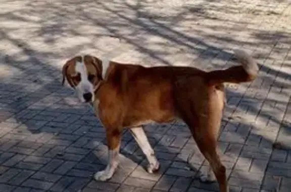 Собака найдена в Кривоколенном переулке