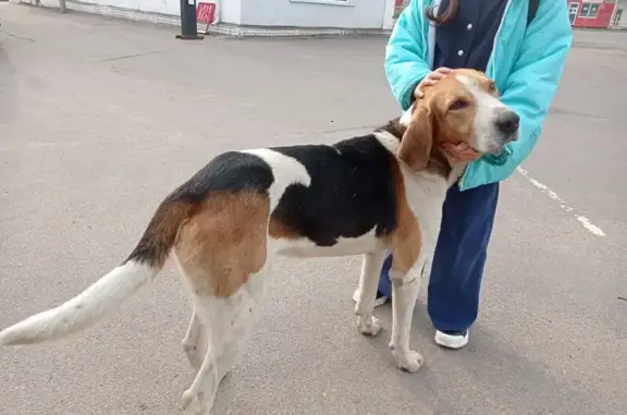 Найдена собака, Мценск, фото: Найдена собака, Мценск, Садовая 1