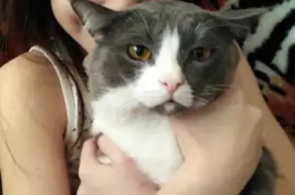 Кошки потеряшки, , фото: Потеряшка кошка в Малошильнинском, Татарстан