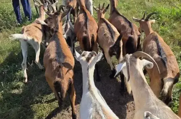 Пропало стадо коз в районе дер...