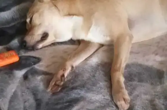 Пропала собака, Пенза, Пензенская обл.