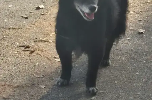 Собака найдена: Молодогвардейцев, Челябинск