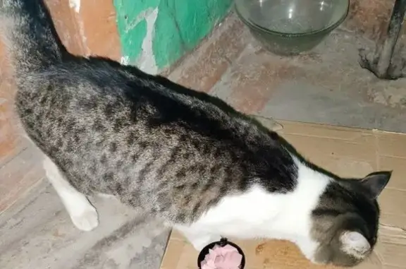 Найдена кошка, Самара, фото: Кошка найдена: пр. Карла Маркса 124, Самара