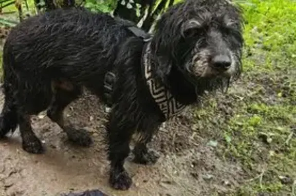 Собака найдена: Товарная ул., 4В